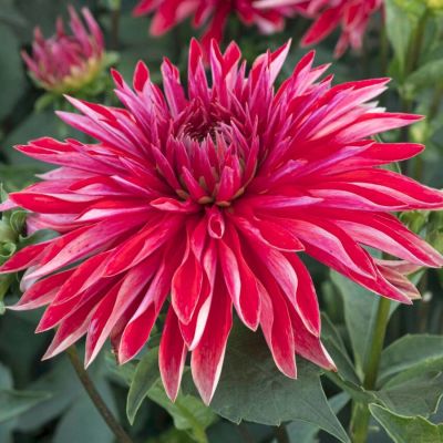 Георгина Селина Георгина Селина - Dolina-Sad.Ru