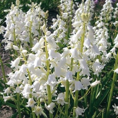 Гиацинтоидес Уайт Гиацинтоидес Уайт - Dolina-Sad.Ru