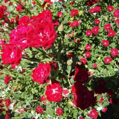 Роза Ред Каскад Роза Ред Каскад - Dolina-Sad.Ru