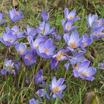 Крокус Специозус Крокус Специозус фото