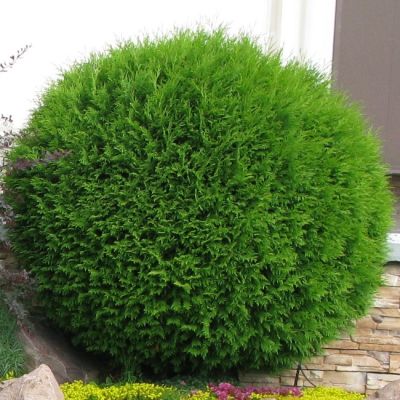 Туя Западная Глобоза Туя Западная Глобоза фото