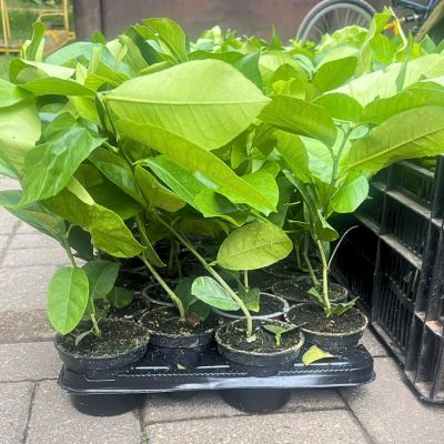 Лимон Павловский Лимон Павловский фото