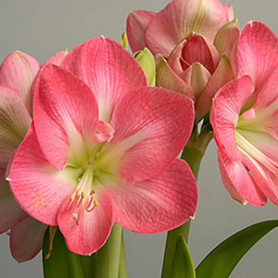 Амариллис Сьюзан Амариллис Сьюзан фото