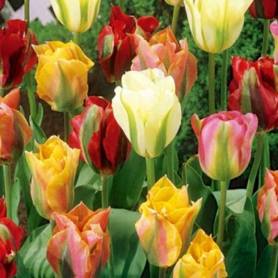 Микс тюльпанов Виридифлора фото