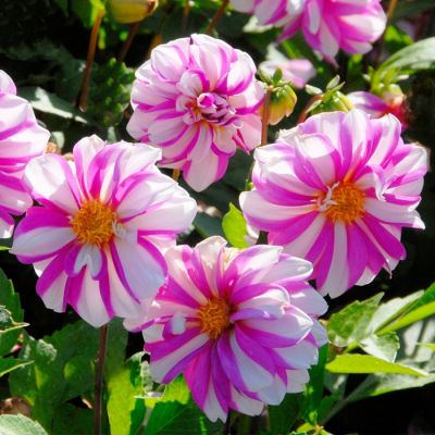 Георгина Принцесс Пинк Георгина Принцесс Пинк - Dolina-Sad.Ru