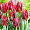 Тюльпан Рококо Тюльпан Рококо фото