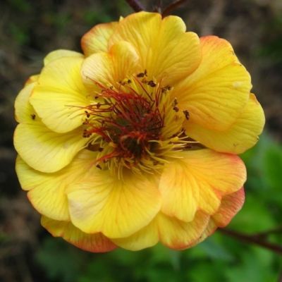 Гравилат Текила Санрайз Гравилат Текила Санрайз - Dolina-Sad.Ru