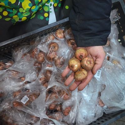 Гладиолус Макарена Гладиолус Макарена фото