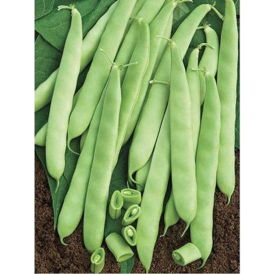 ФАСОЛЬ РОМАНА(СПАРЖЕВАЯ) ФАСОЛЬ РОМАНА(СПАРЖЕВАЯ) - Dolina-Sad.Ru