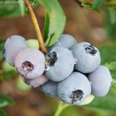 Голубика Нортланд Голубика Нортланд фото