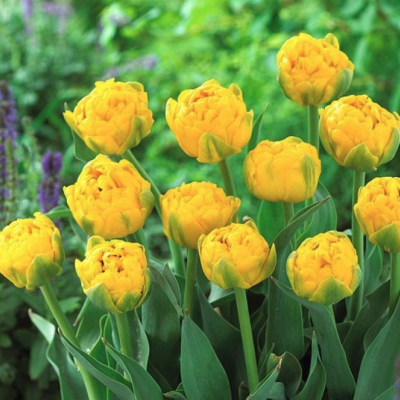 Тюльпан Голд Февер Тюльпан Голд Февер фото