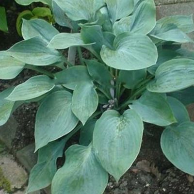 Хоста Блю Силтон Хоста Блю Силтон - Dolina-Sad.Ru