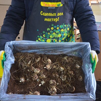 Лилия Гарден Пати Лилия Гарден Пати фото