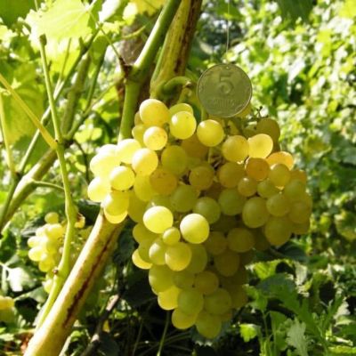 Виноград Злато Виноград Злато фото