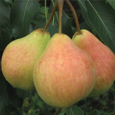 Груша Московская Груша Московская - Dolina-Sad.Ru