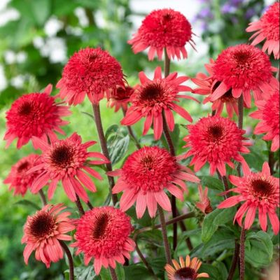 Эхинацея Распберри Трафл Эхинацея Распберри Трафл фото