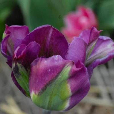 Тюльпан Вайолет Берд Тюльпан Вайолет Берд фото
