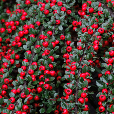 Кизильник дугообразный Декорус Кизильник дугообразный Декорус фото