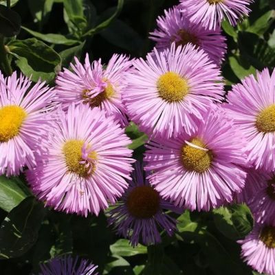 Мелколепестник (эригерон) Роза Джуэл - Dolina-Sad.Ru