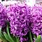 Гиацинт Перпл Сенсейшн Гиацинт Перпл Сенсейшн фото