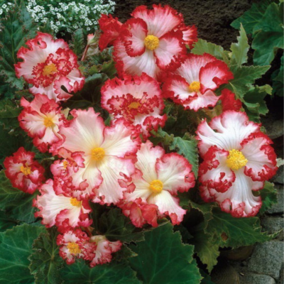 Бегония Криспа Уайт/Ред Бегония Криспа Уайт/Ред фото