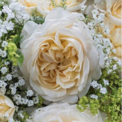 Роза Фриденслихт Роза Фриденслихт - Dolina-Sad.Ru