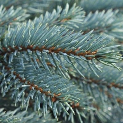 Ель колючая Карпатен Ель колючая Карпатен - Dolina-Sad.Ru