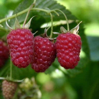 Малина Таганка/Ремонтантная Малина Таганка/Ремонтантная фото