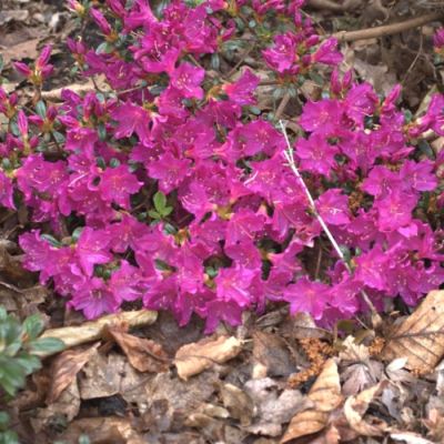 Рододендрон Пурпуртраум Рододендрон Пурпуртраум - Dolina-Sad.Ru