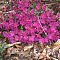 Рододендрон Пурпуртраум Рододендрон Пурпуртраум - Dolina-Sad.Ru