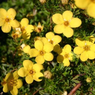 Лапчатка кустарниковая Голдстар, С1,5 - Dolina-Sad.Ru