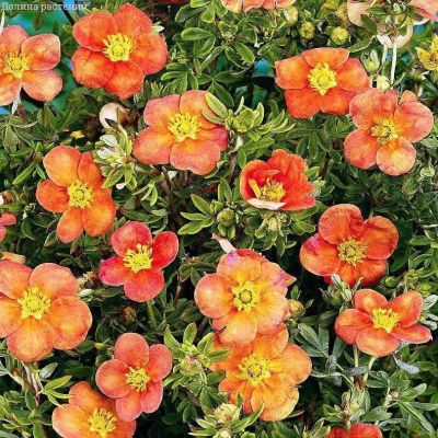 Лапчатка Хоплейс Оранж Лапчатка Хоплейс Оранж фото