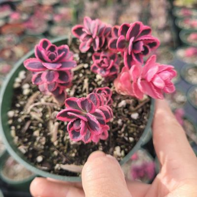 Седум Дрим Дазлер Седум Дрим Дазлер - Dolina-Sad.Ru