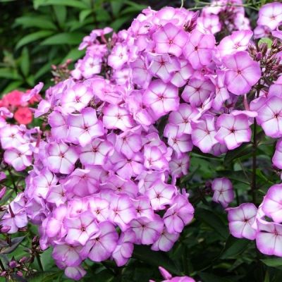 Флокс метельчатый Свит Саммер Кэнди Флокс метельчатый Свит Саммер Кэнди - Dolina-Sad.Ru