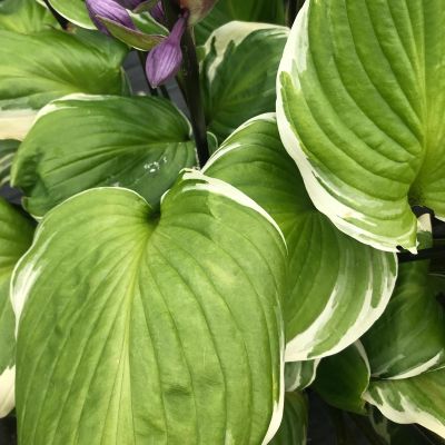 Хоста Сорбет Хоста Сорбет - Dolina-Sad.Ru