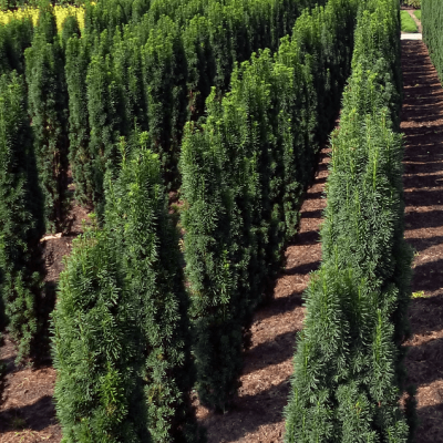 Тис ягодный Фастигиата Ауреа Тис ягодный Фастигиата Ауреа фото