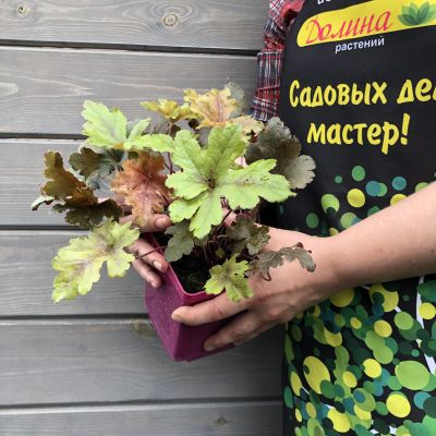 Гейхерелла Хопскотч , С1,5 Гейхерелла Хопскотч , С1,5 фото