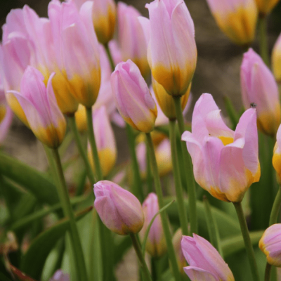 Тюльпан Лилак Вондер Тюльпан Лилак Вондер фото
