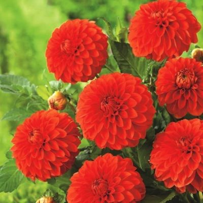 Георгина Хэппи Хэллоуин Георгина Хэппи Хэллоуин - Dolina-Sad.Ru