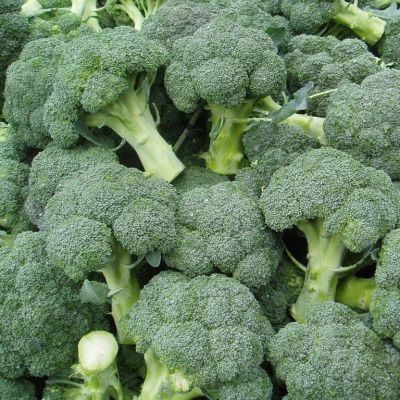 КАПУСТА БРОККОЛИ ТОНУС КАПУСТА БРОККОЛИ ТОНУС - Dolina-Sad.Ru