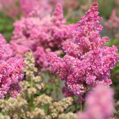 Астильба Ритм энд Блюз фото