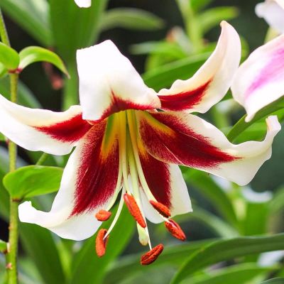 Лилия Беверли Дрим Лилия Беверли Дрим фото