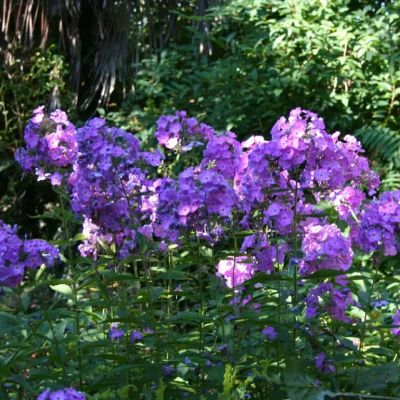 Флокс метельчатый Аметист Флокс метельчатый Аметист фото