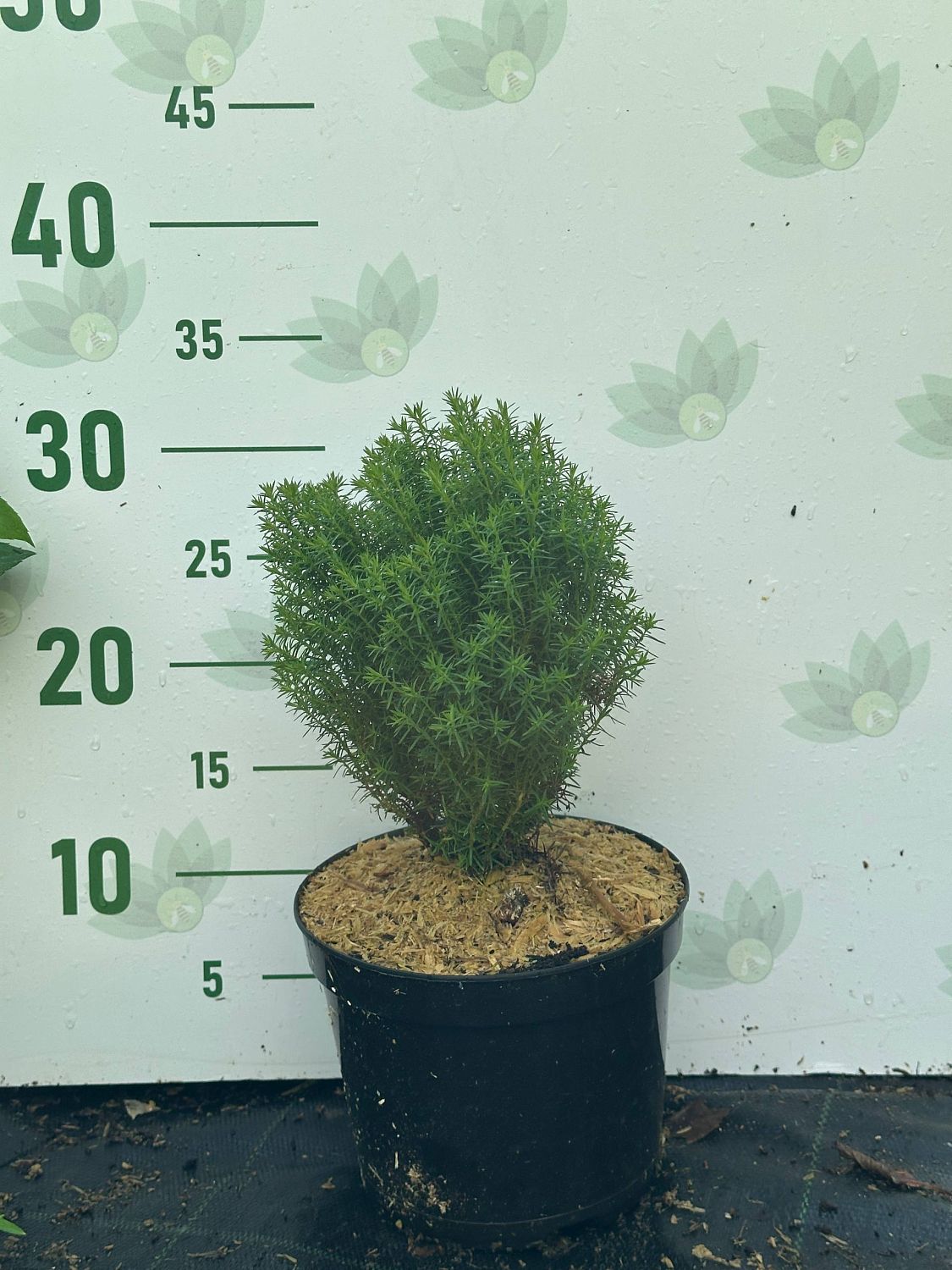 Туя западная Тедди, С2 Туя западная Тедди, С2 - Dolina-Sad.Ru