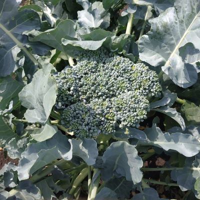 КАПУСТА БРОККОЛИ ТОНУС КАПУСТА БРОККОЛИ ТОНУС - Dolina-Sad.Ru