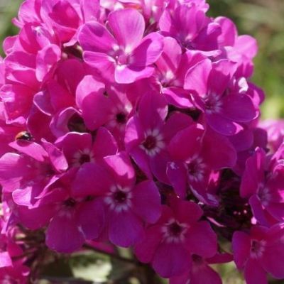 Флокс метельчатый Бамбини Свит Тарт Флокс метельчатый Бамбини Свит Тарт - Dolina-Sad.Ru