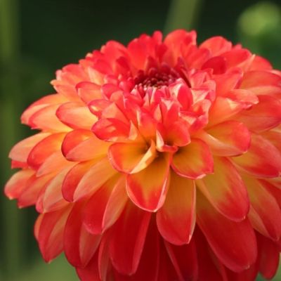 Георгина Флорианд - Dolina-Sad.Ru