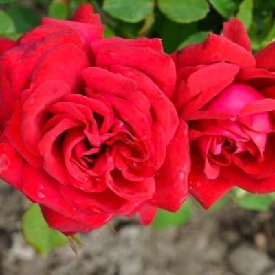 Роза Бургунд фото