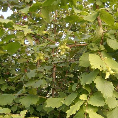 Лещина Тонда Романа Лещина Тонда Романа - Dolina-Sad.Ru