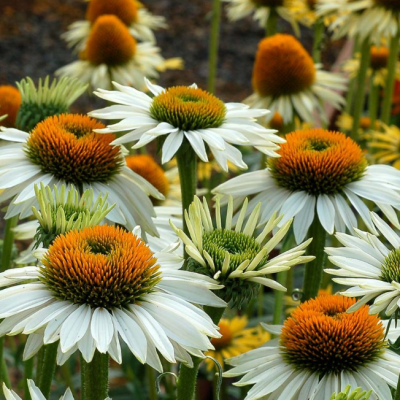 Эхинацея пурпурная Альба Эхинацея пурпурная Альба фото